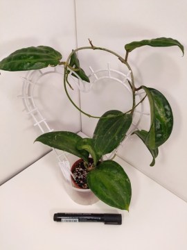 Хойя Macrophylla Bai Bur молодое растение